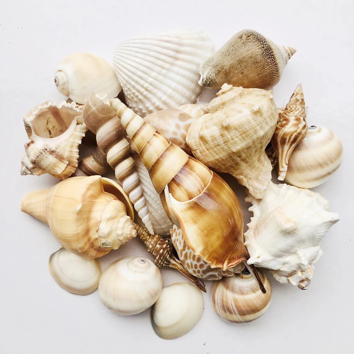 White Shell Mix By The Kilo [Seashells - Natural] – Naturally Wild Australia