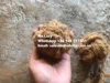 Cioccolato