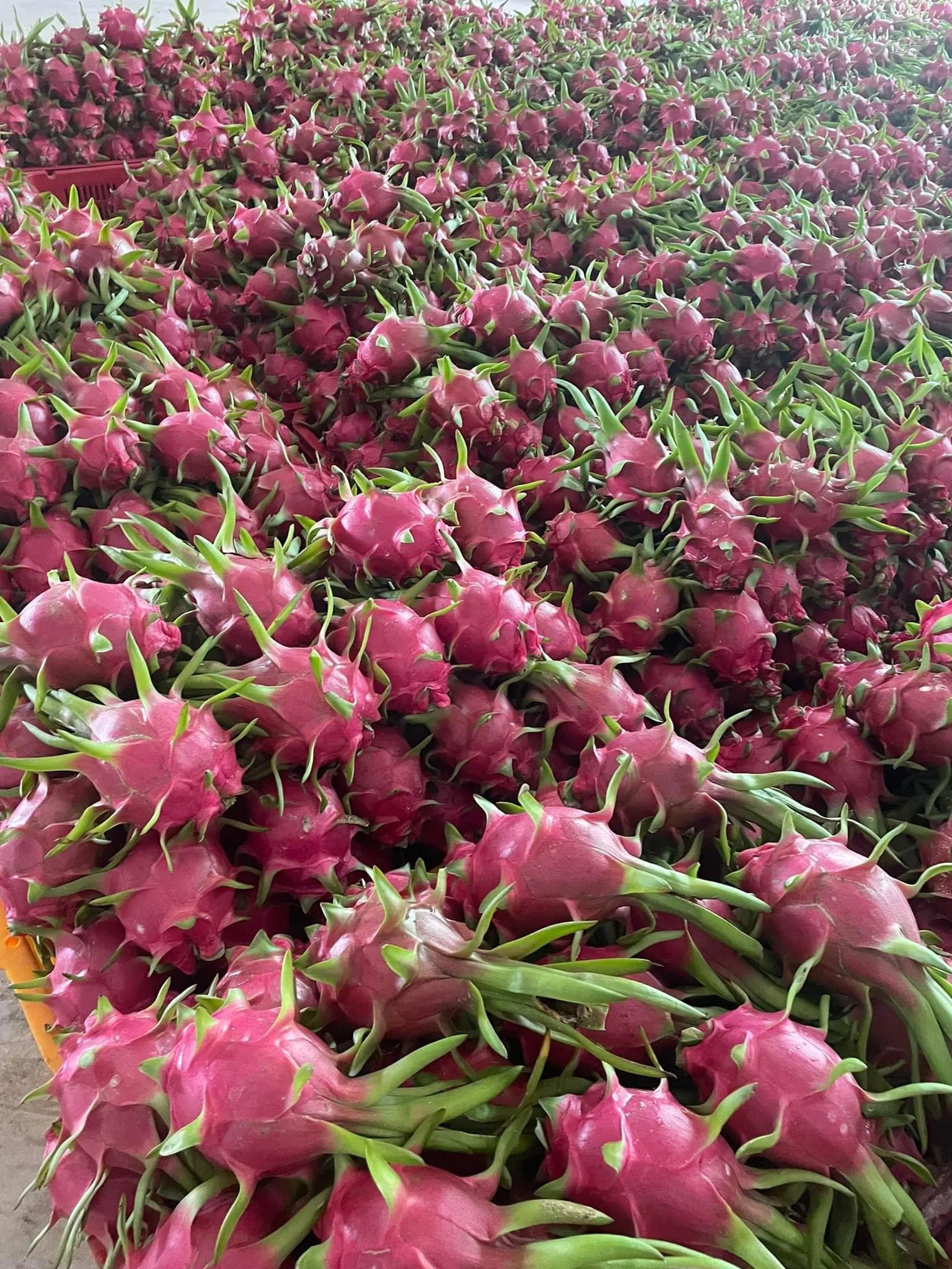 fresh-dragon-fruit-vietnam-at-competitive-price-and-the-best-quality