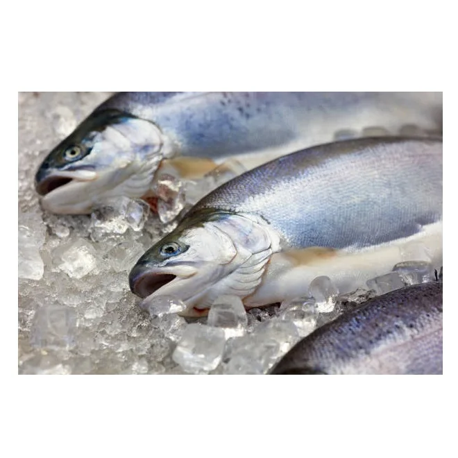 Salmon Fish Frozen Fillet Fresh And Frozen Atlantic Salmon Fish/whole