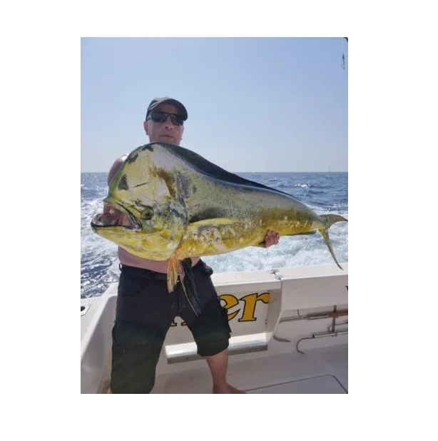 Frozen Whole Mahi-Mahi Fish Size 1000gr up High Quality Best