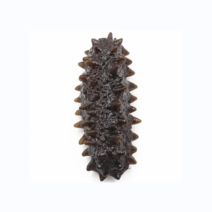 Dried Sea Cucumber / Frozen Sea Cucumber / Fresh Sea Cucumber Best