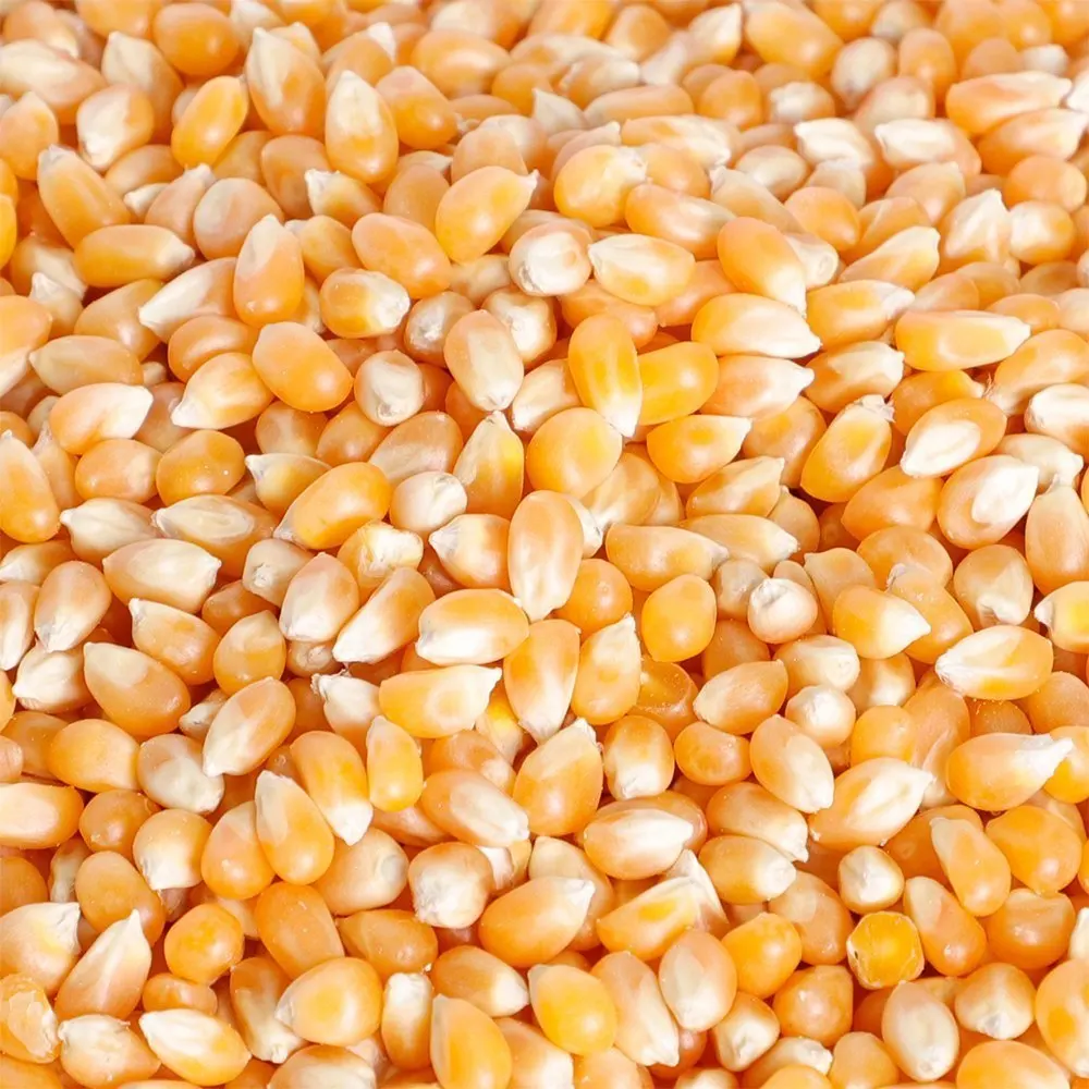 Dried Yellow Corn (Maize) for Sale 50kg, 25kg, 10kg  Dried White Corn Grains (Bulk White Corn for Sale)
