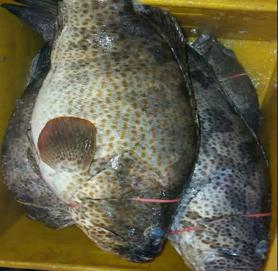 Fresh / Frozen Grouper Fish Buy Frozen Grouper,Frozen Hairtail Fish