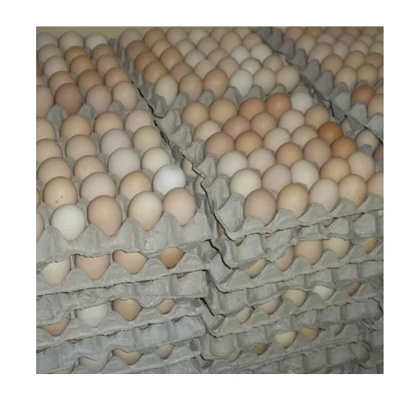 Яйца бройлеров. Wimex Broiler Hatching Eggs.