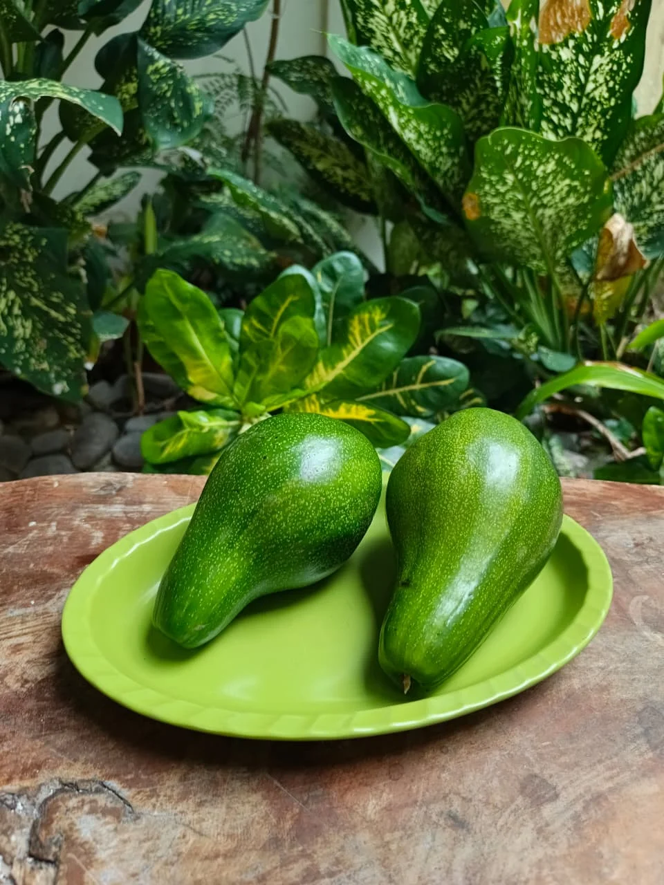 Wholesale Premium Quality Natural Avocado Fruit Best Selection Fresh Style From Indonesia