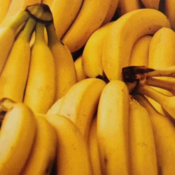 Hot Selling Organic Fresh Green Cavendish Bananas From Germany-Wholesale Price for Export