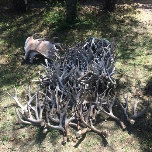 Deer Antler In Bulk Elk Antlers For Sale/naturally Shed Whole Red Deer