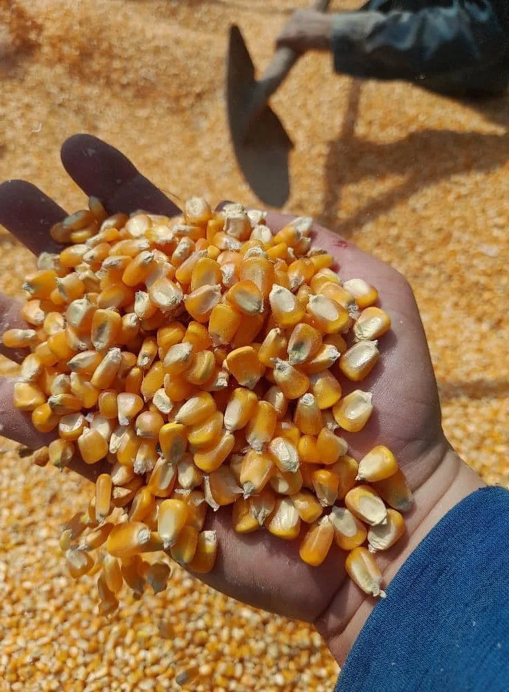 White Non-Glutinous Corn Seed Quality Grade Yellow Maize for Human and Animal Feed GMO-Free Sweet Dried Corn