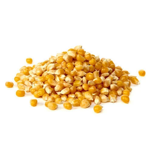Organic Yellow & White Corn/Maize for Human & Animal Feed GMO-Free Sweet Corn Dried for Human Consumption