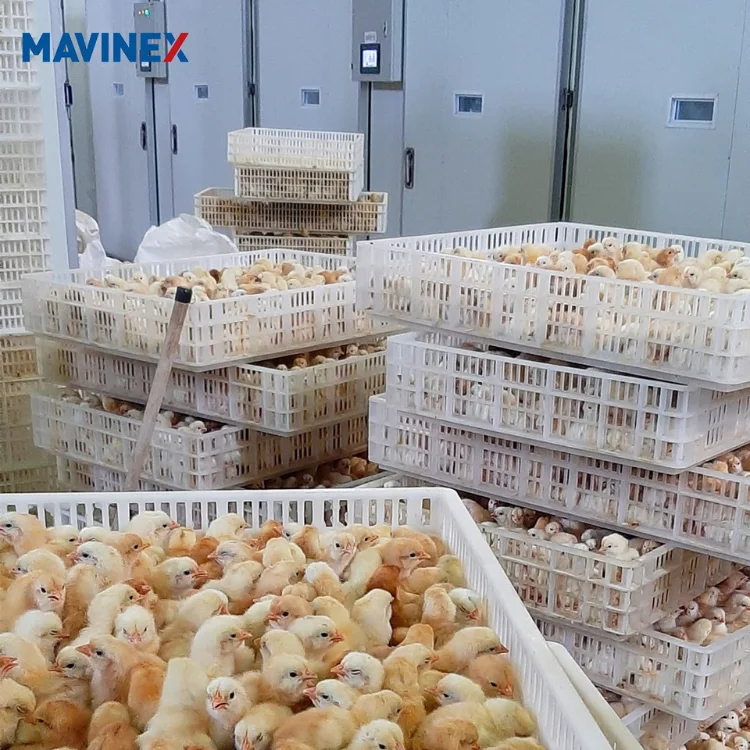 Cheap High Quality Hatcher Automatic Incubator Egg Incubator for Sale Full Automatic From Asia Manufacturer