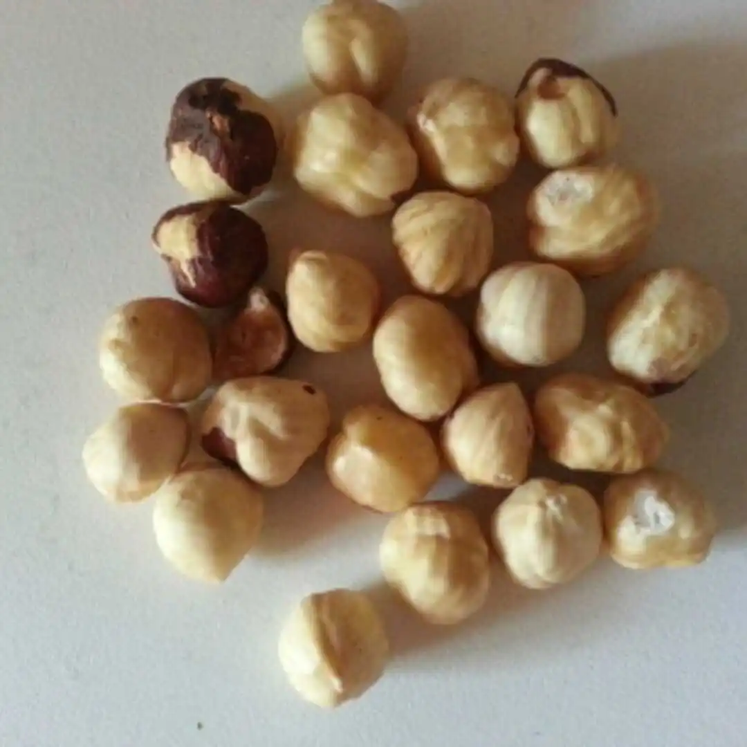 100 Quality Hazelnuts In Shell & Kernels For Wholesale Buyers Buy