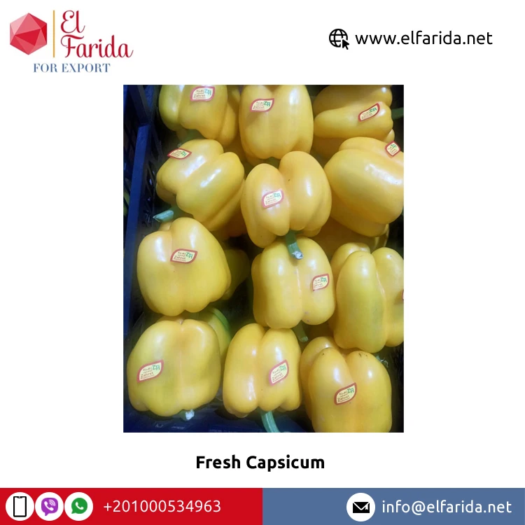 Хорошее качество премиум класса 100% натуральные свежие овощи оптом свежий перец/цветной перец от египетского происхождения экспортер