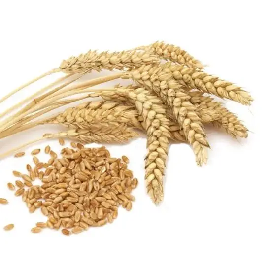 wheat9.jpg