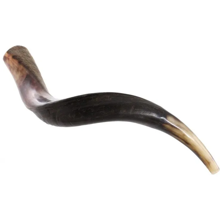 Ram Shofar From Israel 14" 16" Kosher Odorless Ram Shofar Horn
