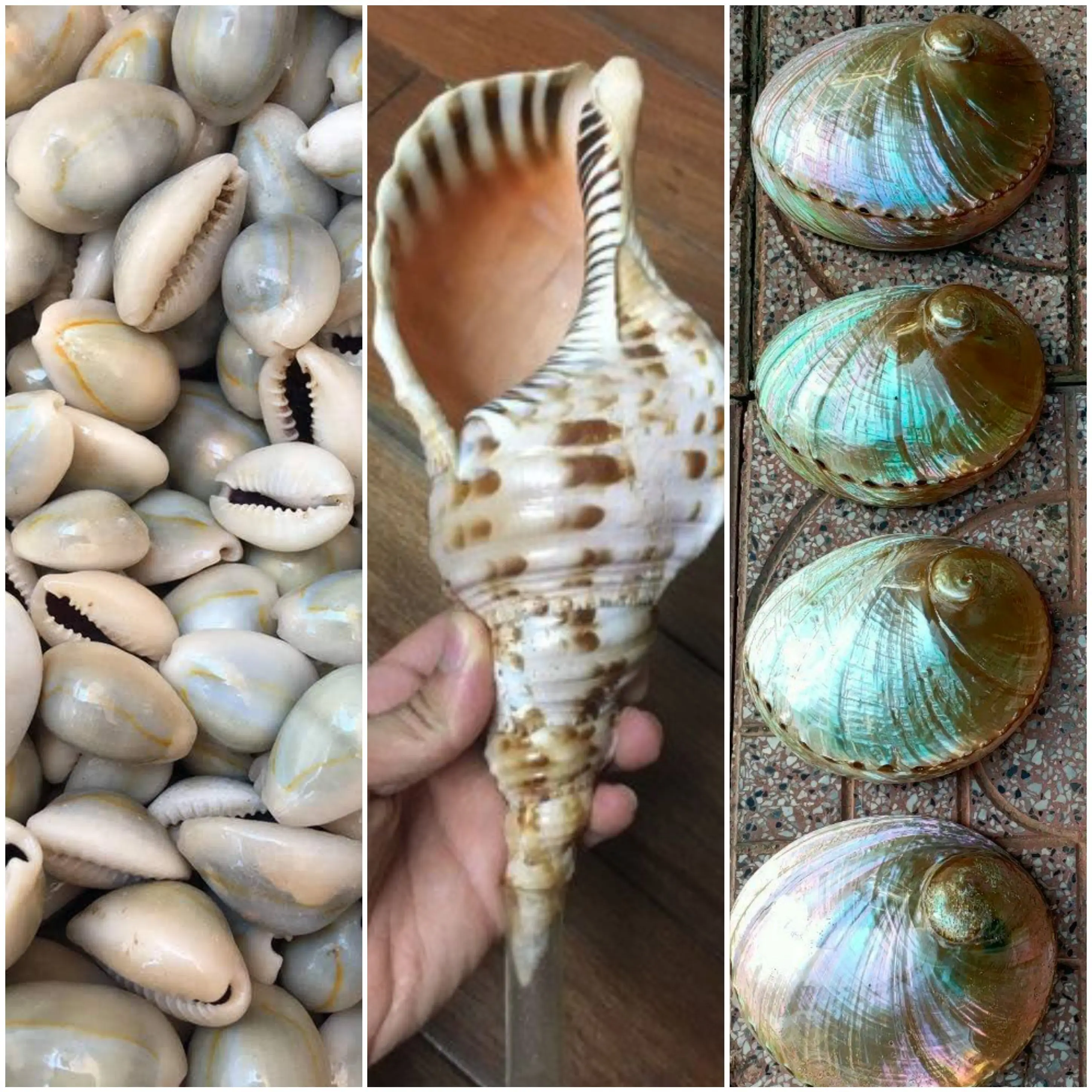 Sea Snail Shells Used To Make Decorative Handicrafts Are The Best 