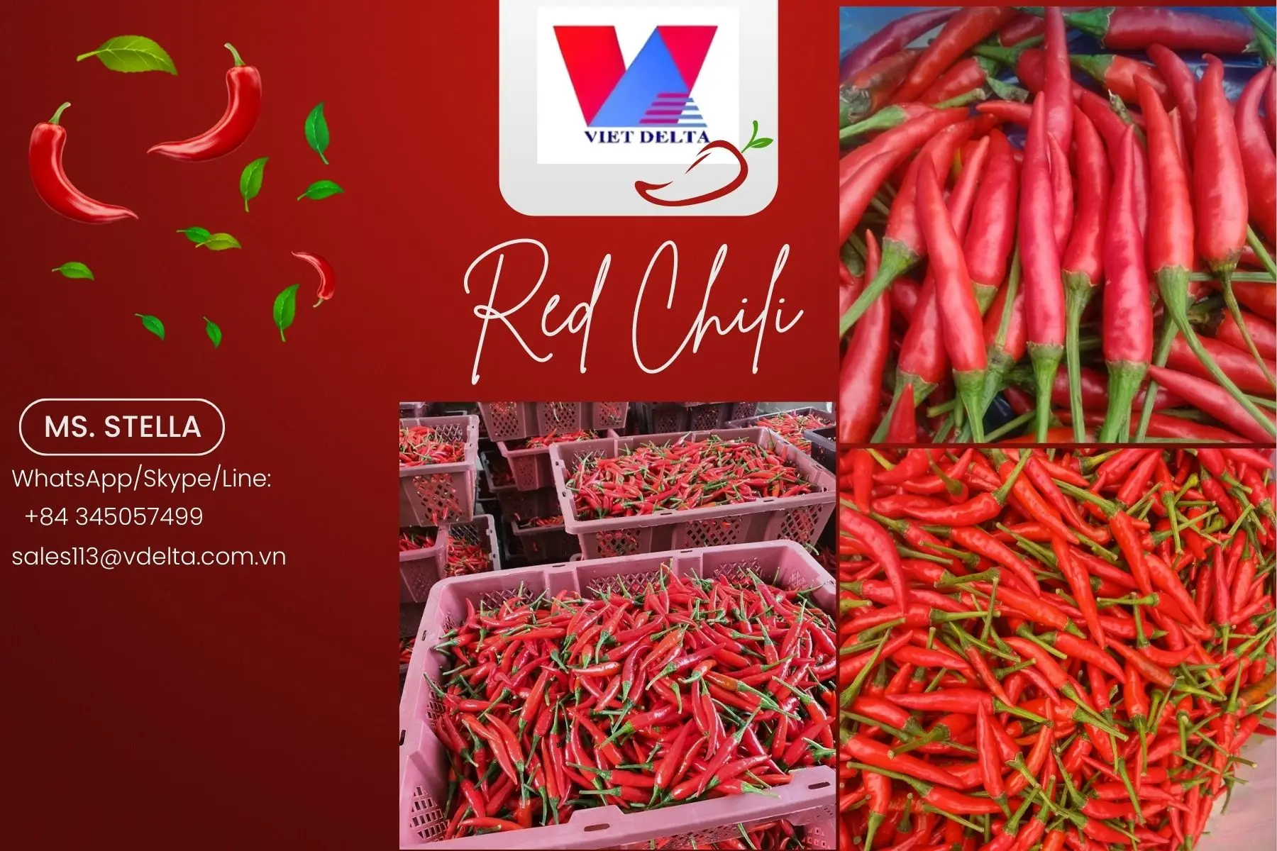 Top Wholesale Frozen Red Chili Viet Nam/ Premium Quality And