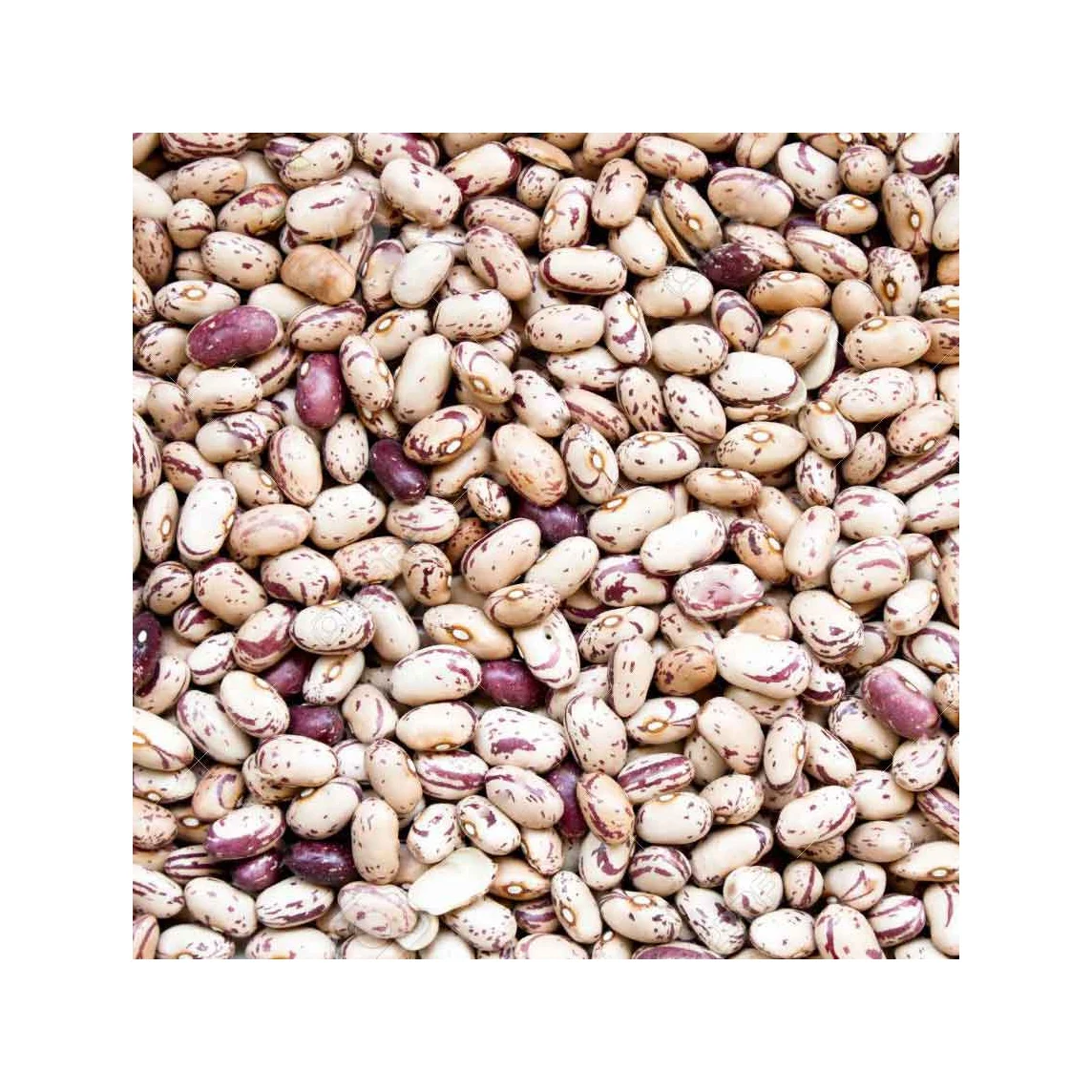 Light Speckled Kidney Beans /pinto Beans/sugar Beans Buy Pinto Beans
