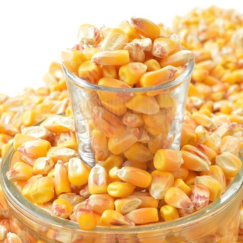 GRADE New Yellow Corn/Maize for Animal Feed & Human Premium Quality Dried Yellow Corn