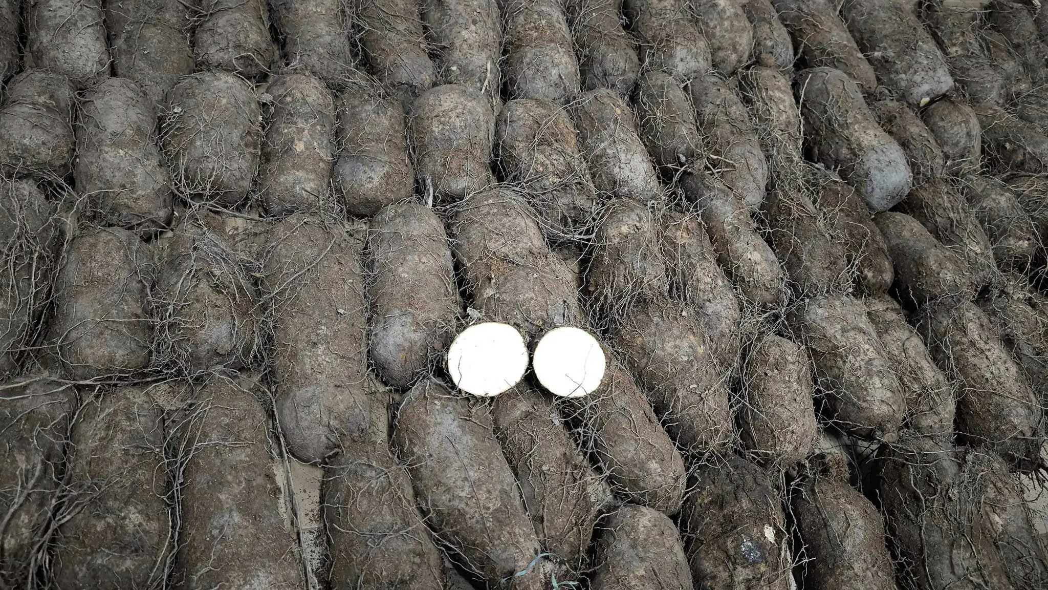 Fresh Vietnam Yam Iqf Frozen White Yam Cut Frozen Purple White Yam For