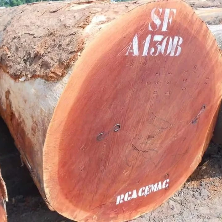 Lauan Logs for Export to Europe  Philippine Mahogany Logs for Export to Europe  Lauan Logs for Export to Asia