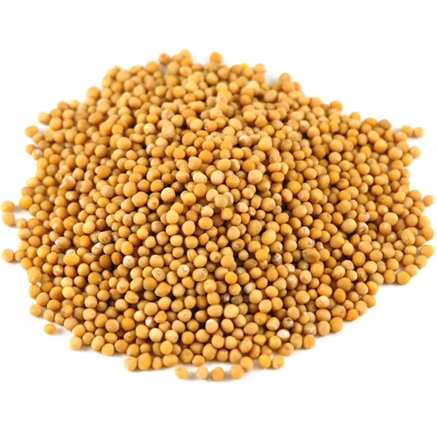 2023 Crop Bulk Selling Natural Organic Yellow Mustard Seeds Mustard