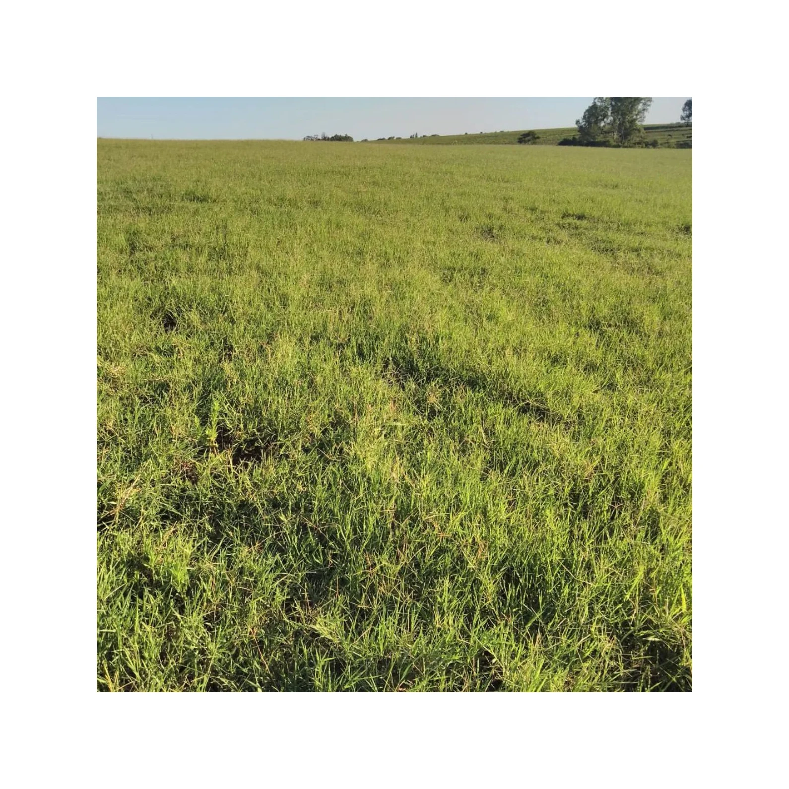 Bales (alfalfa Hay) Timothy Hay Bales Oats Hay Bulk Top Grade Alfalfa