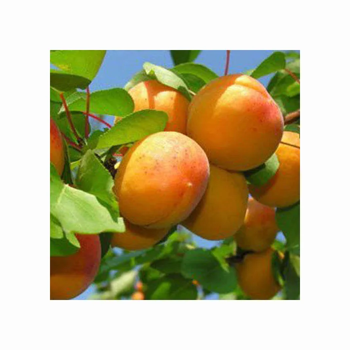 Top Quality Fresh Fresh Apricot,Fresh Apricot Fruit