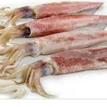 Fresh Frozen Squid Bait Argentina Squid For The Foodie - Buy Fresh