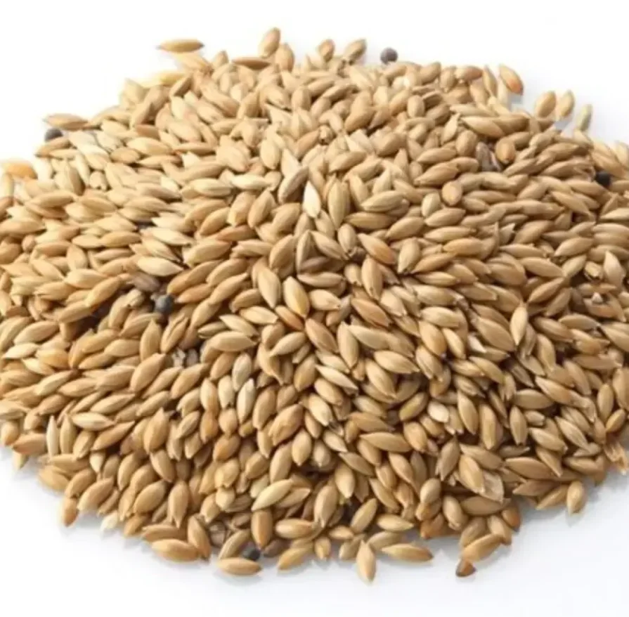 Wholesale Canary Seeds Organic Canary Bird Seeds For Sale High Quality Processed Canary Seeds