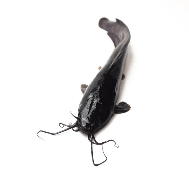 Guangzhoou Black Bullhead Chinese Farm Frozen Live Catfish Wholesale