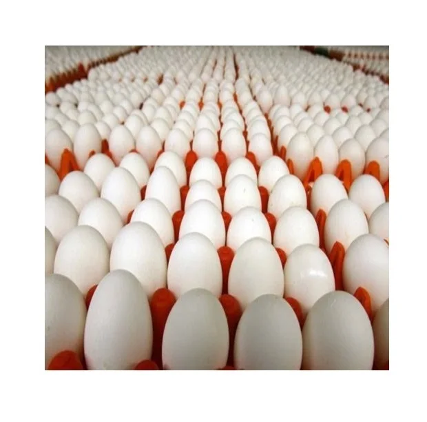 Wholesale Price Broiler Hatching Eggs Ross 308 And Cobb 500 And Chicken