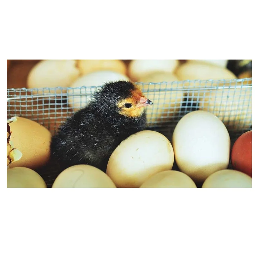 Fresh Chicken Table Eggs & Fertilized Hatching Eggs Buy Fertile