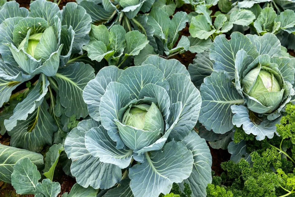 cabbage-all-season.jpg