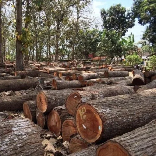 Veneer Wood Red Oak Log For Wholesales Oak White Wood Fir Logs 20 Cm Black Red Round Wood Logs