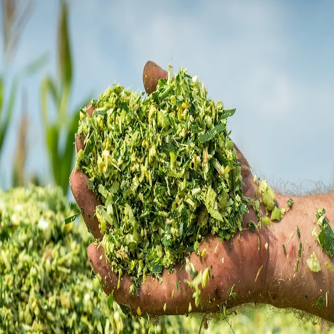 CATTLE FEED CORN SILAGE in STOCK /DRIED SILAGE PELLETS