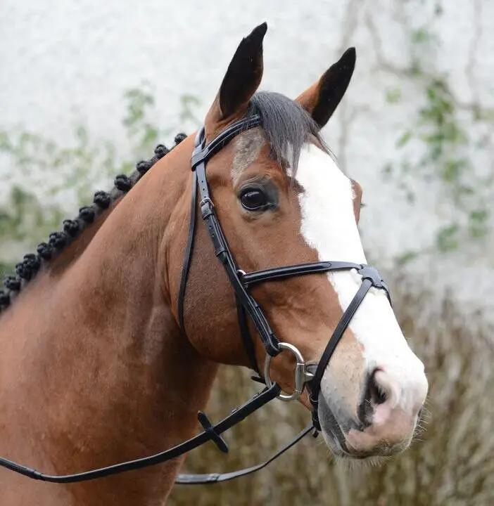 Bride Anglaise En Cuir Ridex Pour Cheval - Modèle Snaffle Avec Rênes De Toile - Toutes Tailles
