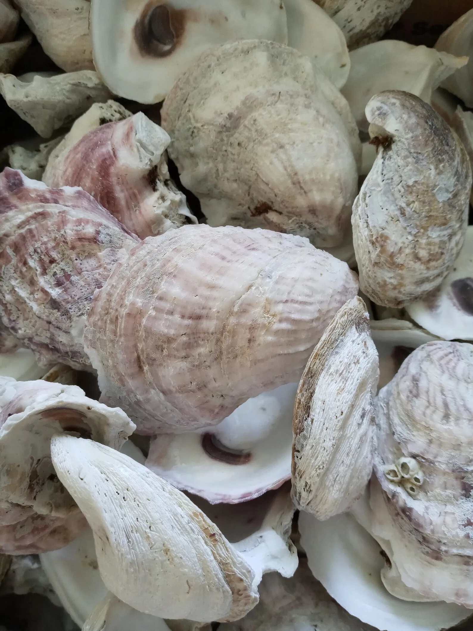 True Oyster Shell Large Quantity Unpolished Natural Oyster Shells for Home Decor