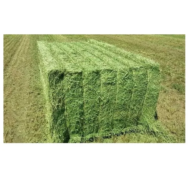 Hot Selling Alfalfa,Hay For Animal Feed At Wholesale Price Alfalfa Hay