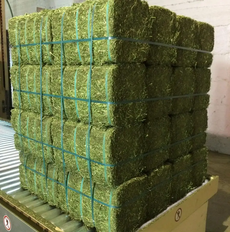 Great Quality Alfalfa Hay/Timothy Hay Green Color High in Fiber