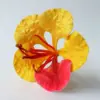 03: amarillo rojo