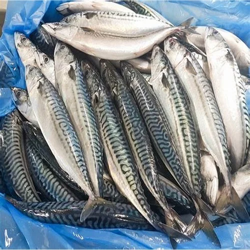 Quality Cheap Atlantic Frozen Salmon /horse Mackerel Fish