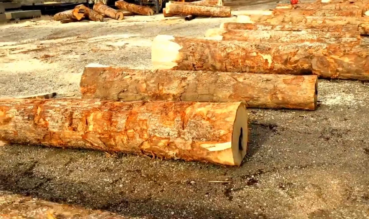 Fresh Cut White Oak Sawn Logs Buy Oak Log Pine Log Spruce Log Round