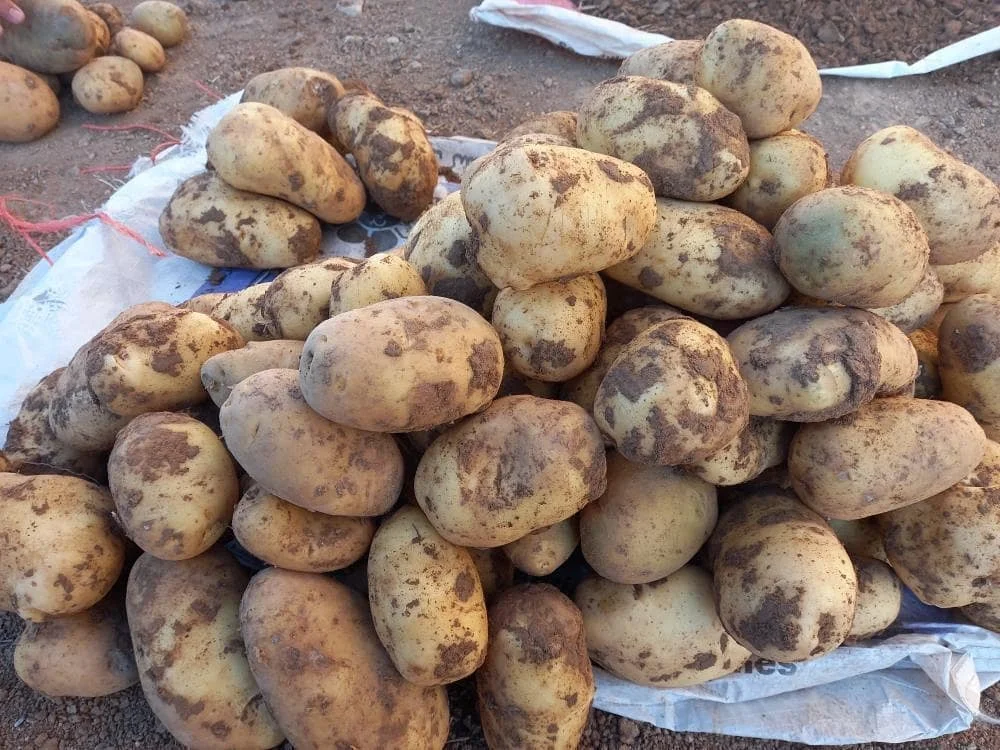 Свежий тайский картофель свежий ирландский французский