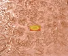 copper embossed