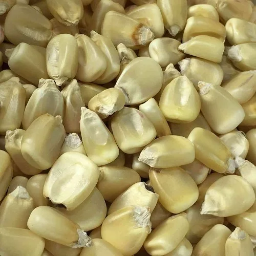 Wholesale Price Yellow Maize Corn