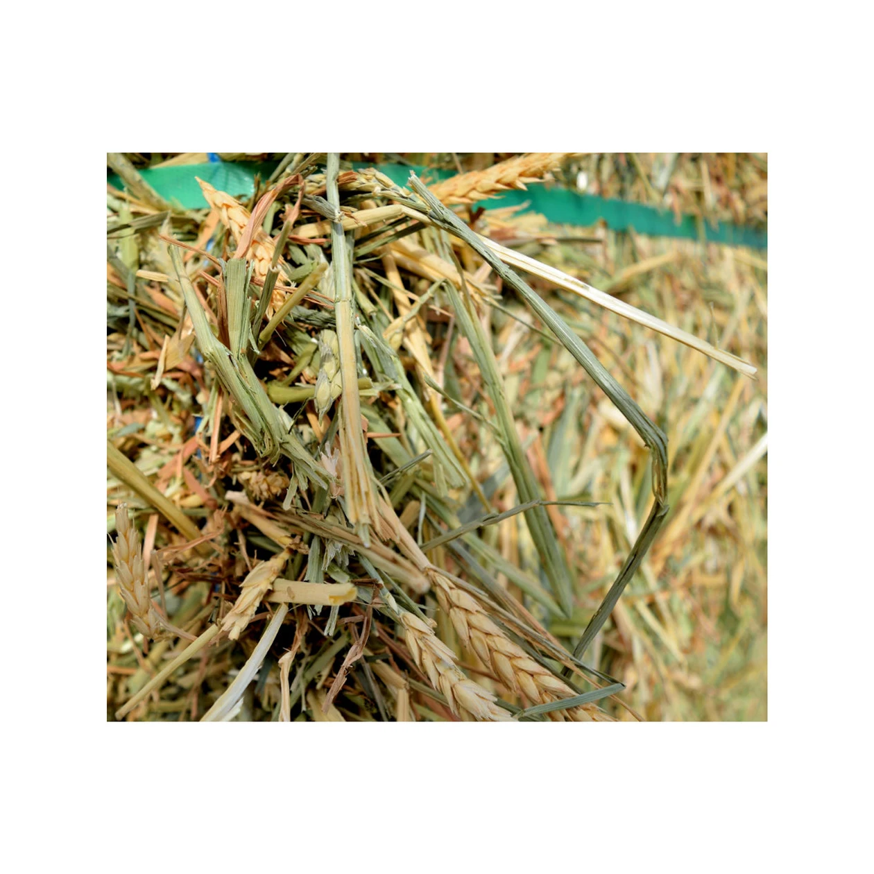 Bales (alfalfa Hay) Timothy Hay Bales Oats Hay Bulk Top Grade Alfalfa