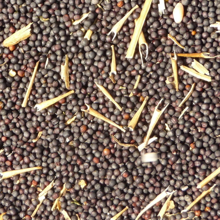 Best Price Of Canola Seed /rapeseed Buy Professional Manufacturer