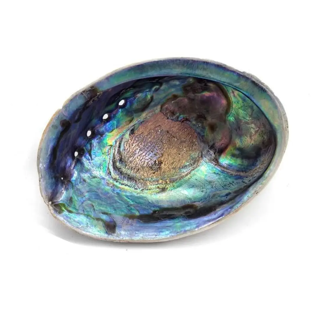 Raw Clean Dry Paua Abalone Shells Blue Green Abalone Shell for Sage Smudging Kits Cheapest Price