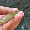 Natural Horn
